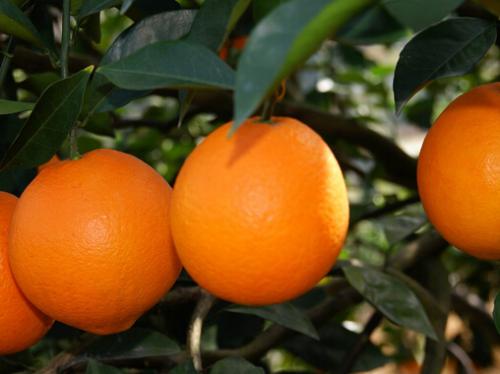 世界脐橙之乡是哪里的特产水果 中国哪里的脐橙最有名吃的地方多