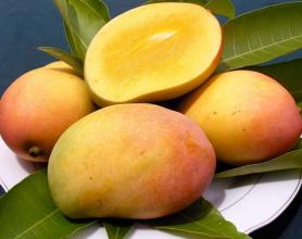 安徽名优特产水果有芒果吗 芒果哪里的特产最出名