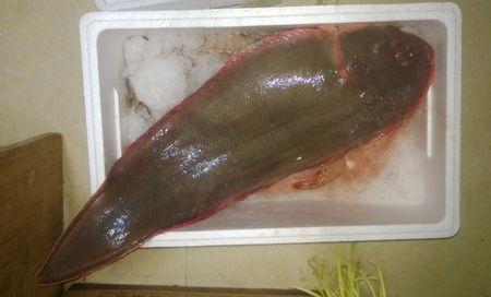 广东特色特产鱼 广东有哪几种鱼比较好吃