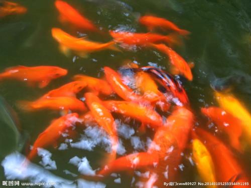 金鱼是哪个地方的特产鱼 金鱼原产中国哪里
