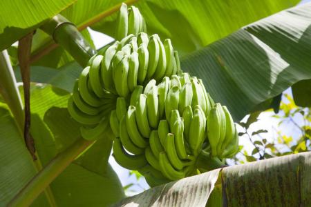 广东茂名的香蕉特产 茂名特产香蕉批发市场