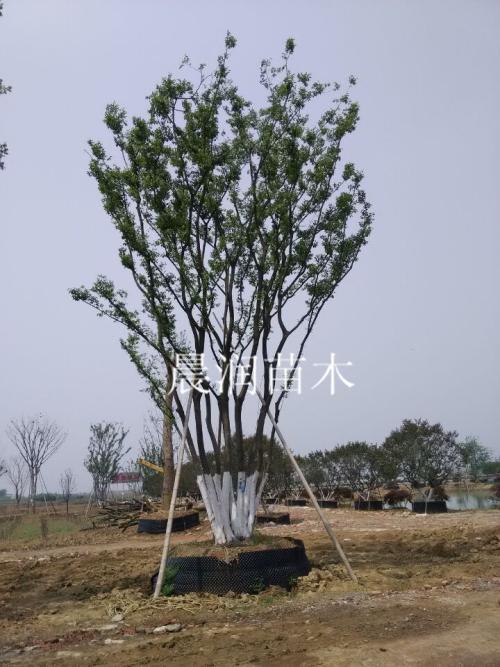 广西特产树图片 广西最便宜的树种