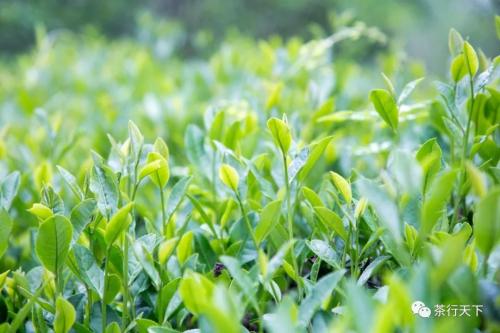 海南特产的茶叶有哪些品种 海南最好的茶叶排名