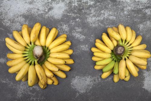 如何介绍香蕉特产 中国哪个地方产的香蕉好吃