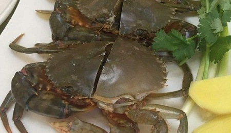 台湾省特产黄金蟹 台湾的大蟹
