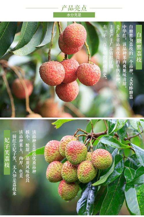 荔枝是广东特产吗为什么 荔枝是广州的特产吗