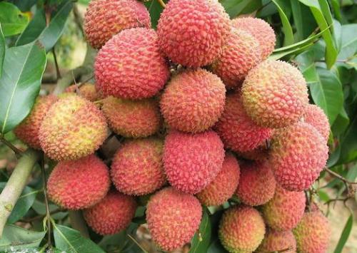 广东茂名信宜种的水果是什么特产 信宜哪里的水果最好