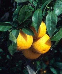 茂名化州特产之芒果 茂名芒果哪个最好吃