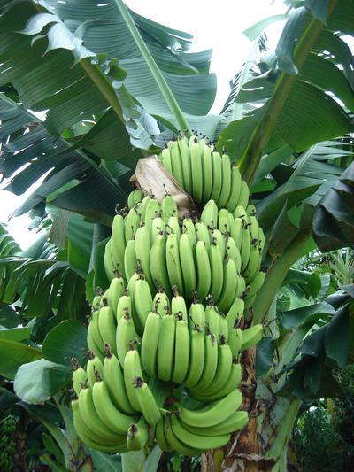 特产香蕉是做什么 正宗高山香蕉特产