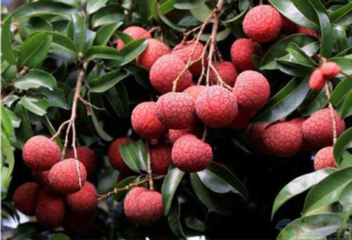 高州特产水果是什么水果 高州水果有哪几种
