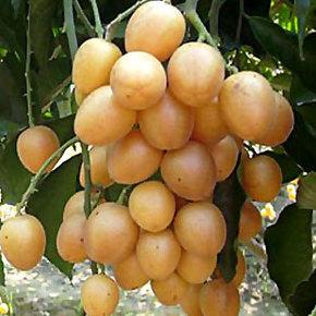 海南特产水果黄皮 海南有一种水果叫黄皮口感比较甜