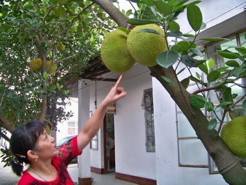 菠萝的特产在哪里 中国各省菠萝特产