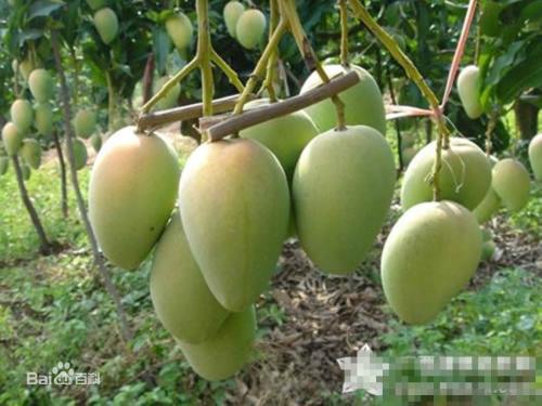 广州特产芒果糖是什么品牌 