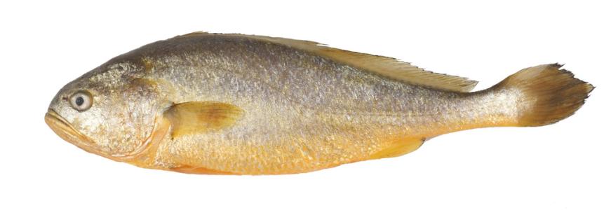 香酥小黄鱼是哪里特产 烤小黄鱼是哪里的特产