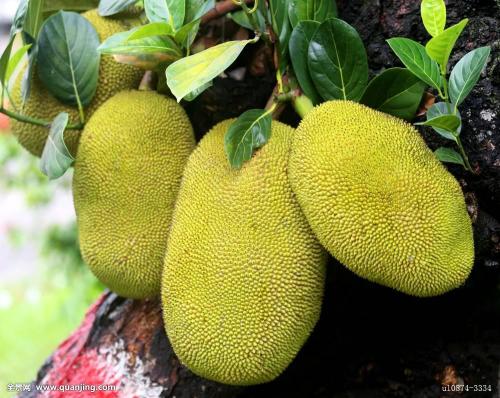 贵州菠萝特产介绍图片 菠萝是贵州的特产吗