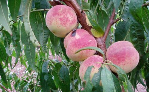 农村土特产水蜜桃 水蜜桃哪里产的好吃