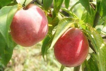 穆阳水蜜桃特产 穆阳水蜜桃为什么被称为珍果