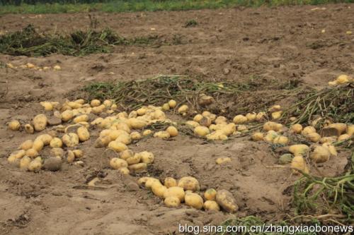贵州特产土豆片简介 贵州特产土豆片在哪里买便宜