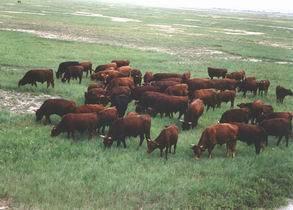巴彦淖尔草原牛羊肉特产 巴彦淖尔的十大特产