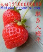 深圳水果特产有草莓么 深圳有哪些好吃又便宜的水果