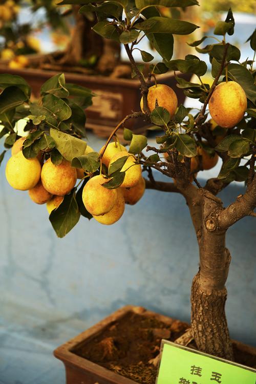 黄果树臻品如何买特产 