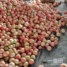 海阳特产西红柿自然成熟 海阳市西红柿主要产地