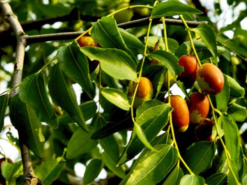 沧州特产蜜枣是什么枣子 江苏蜜枣是哪里的特产