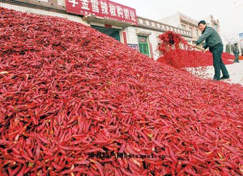 南县特产红黄剁辣椒 剁辣椒是哪里的特产