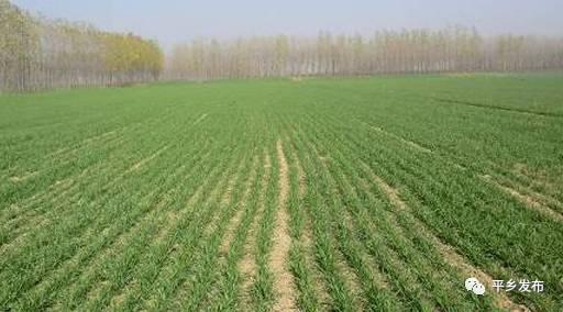 河南的特产有小麦和花生吗 河南引种的南方土特产