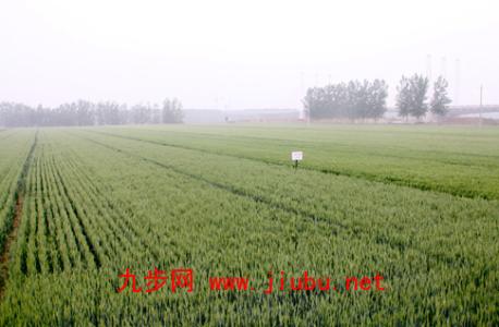 新疆小麦胚芽特产 新疆特产可食用白土
