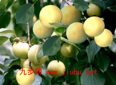 辽宁特产晚熟桃品种 辽宁最好的晚熟桃品种