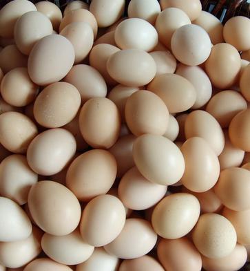 没有孵化完成的鸡蛋是哪里的特产 哪里产的鸡蛋最好