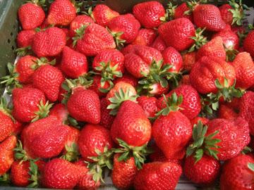 山东特产草莓干 40元一斤的草莓干