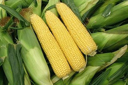 金君玉米是哪的特产 玉米是哪里的特产