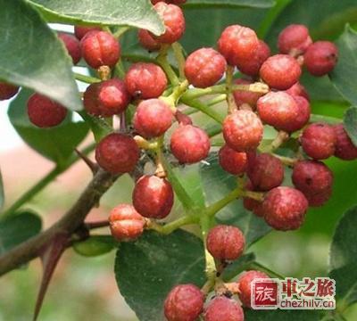 河北邯郸的农副特产 河北邯郸土特产有哪些产品