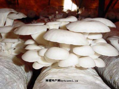 东北特产蘑菇滑菇 东北特产吃着滑滑的蘑菇