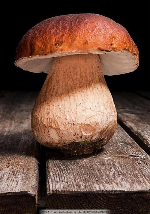 河南特产花苞蘑菇 河南可食用的野蘑菇图片