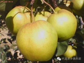 山西省忻州有什么特产和著名小吃 文化山西之忻州十大名小吃