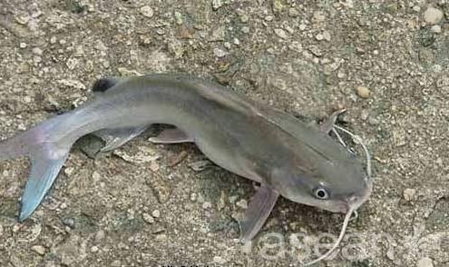 黑龙江的特产鱼很像鲶鱼 黑龙江特产鱼种类图片大全