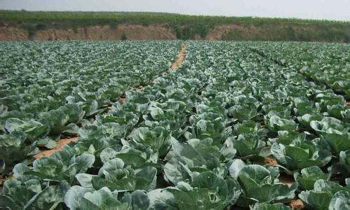 中国各省的农业特产蔬菜 中国本地蔬菜有什么