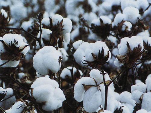 棉花是哪里特产 棉花的特产图片