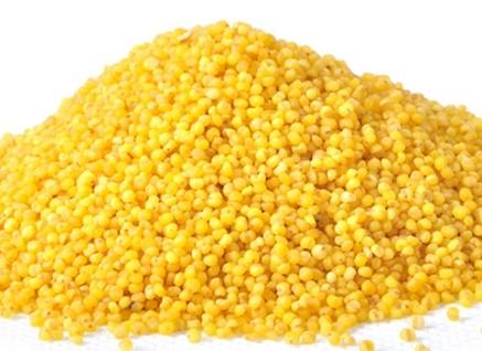 山西特产黄土高原上的黄小米 山西最正宗的黄小米