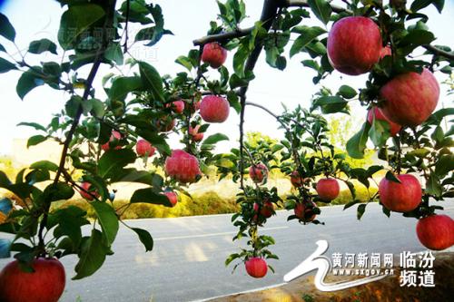 大石桥家乡特产苹果 大石桥水果特产有什么