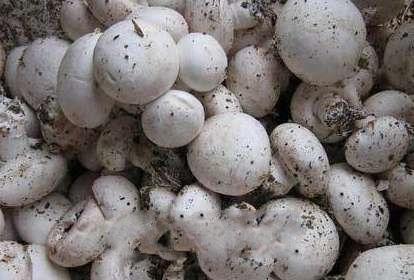 江西特产蘑菇有哪些 江西可食用野生蘑菇