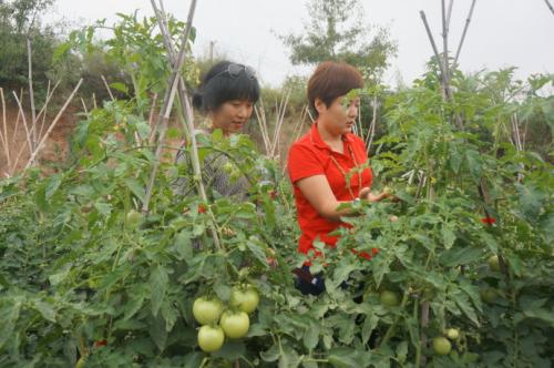 新疆特产红色的西红柿 新疆西红柿多少钱一斤