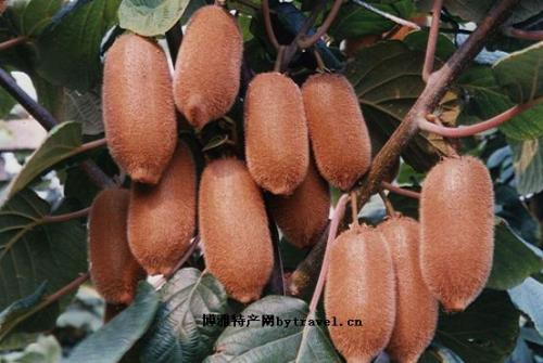 介绍陕西的特产猕猴桃 陕西哪里有富硒猕猴桃
