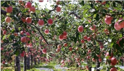 我老家的特产是红富士苹果英语 我家乡的苹果很好吃翻译