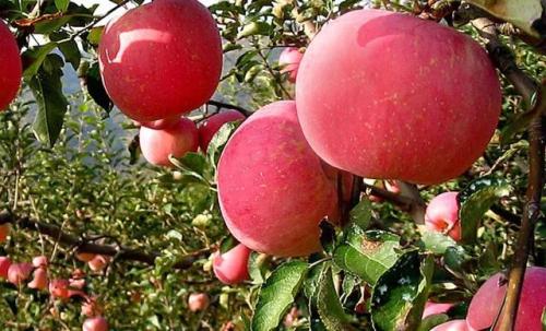 山东苹果特产有哪些 山东最有名气的苹果