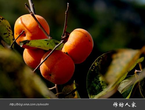 中国各地特产柿子有哪些产地 全国最好的脆柿子产地