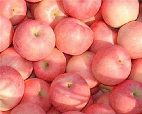 晋南最好的土特产苹果 山区哪里的苹果最好吃